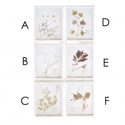 Creative Co-Op New Arrivals Wood Framed Dried Botanicals