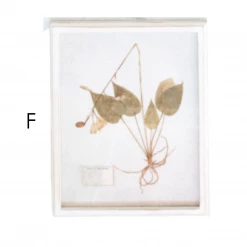 Creative Co-Op New Arrivals Wood Framed Dried Botanicals