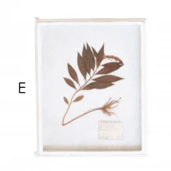 Creative Co-Op New Arrivals Wood Framed Dried Botanicals
