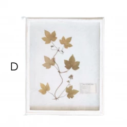 Creative Co-Op New Arrivals Wood Framed Dried Botanicals