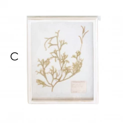 Creative Co-Op New Arrivals Wood Framed Dried Botanicals