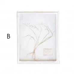 Creative Co-Op New Arrivals Wood Framed Dried Botanicals