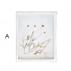 Creative Co-Op New Arrivals Wood Framed Dried Botanicals