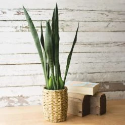 Kalalou Artificial Mother In Law Tongue In A Woven Seagrass Pot Decor
