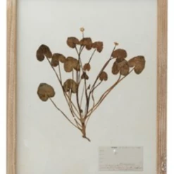 Creative Co-Op Wood Framed Botanicals Decor