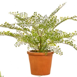 Raz Terracotta Potted Fern