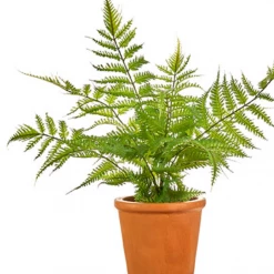 Raz Terracotta Potted Fern