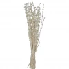 Creative Co-Op New Arrivals Dried Natural Lion's Tail Bunch