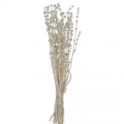Creative Co-Op New Arrivals Dried Natural Lion's Tail Bunch