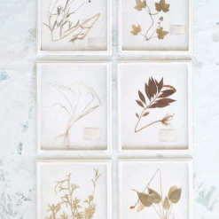 Creative Co-Op New Arrivals Wood Framed Dried Botanicals