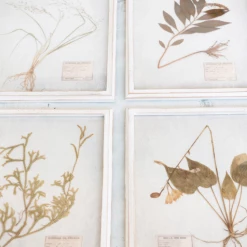 Creative Co-Op New Arrivals Wood Framed Dried Botanicals