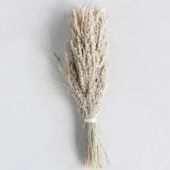 Creative Co-Op New Arrivals Dried Natural Star Grass Bunch