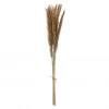 Creative Co-Op Decor Dried Natural Fountain Grass Bunch 2 Creative Co-Op Decor Dried Natural Fountain Grass Bunch