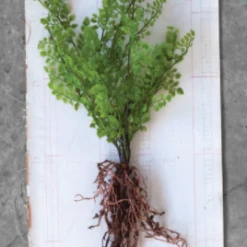 Creative Co-Op Decor Faux Fern With Exposed Roots