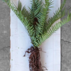 Creative Co-Op Decor Faux Fern With Exposed Roots