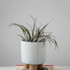 Creative Co-Op Rio Footed Planter New Arrivals