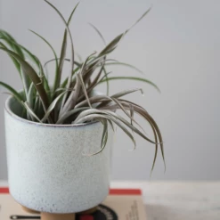 Creative Co-Op Rio Footed Planter New Arrivals