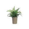Creative Co-Op Faux Fern In Paper Pot Decor