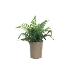 Creative Co-Op Faux Fern In Paper Pot Decor