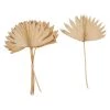 Creative Co-Op Dried Natural Palm Bunch Decor