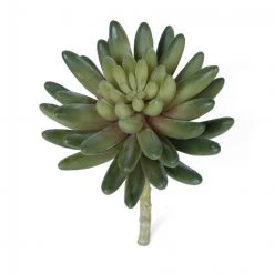 Marshalls Succulent #50