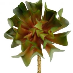 Marshalls Succulent #64