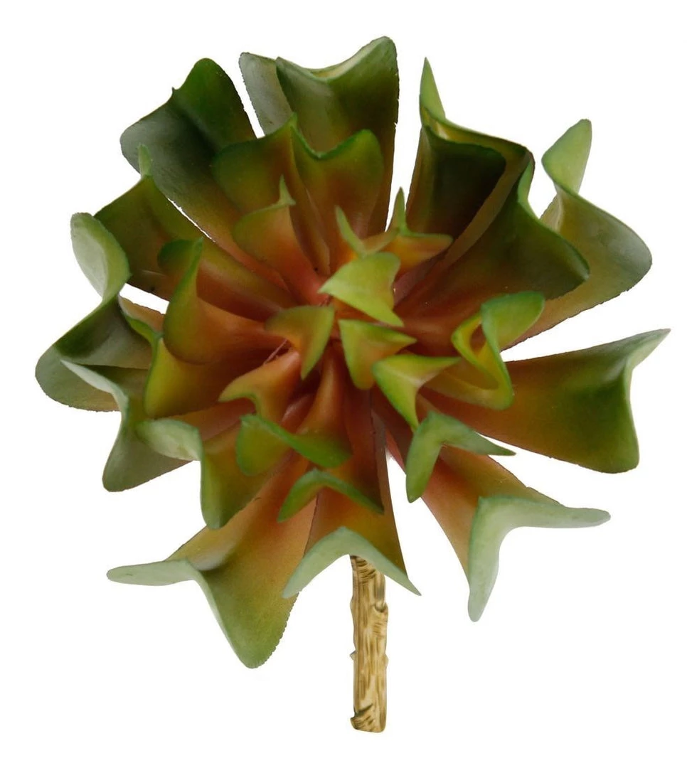 Marshalls Succulent #64 3 Marshalls Succulent #64