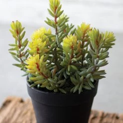 Kalalou Artificial Succulent In A Black Pot Decor