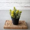 Kalalou Artificial Succulent In A Black Pot Decor
